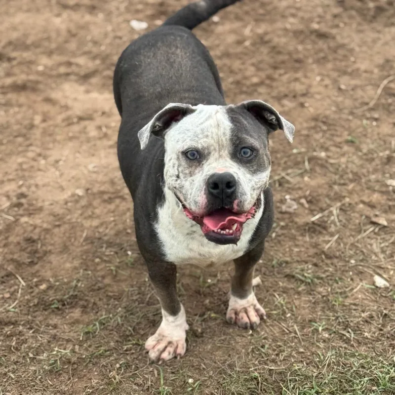 An adult large-sized male Gray / Blue / Silver English Bulldog dog named Creed for adoption in Anahuac, TX