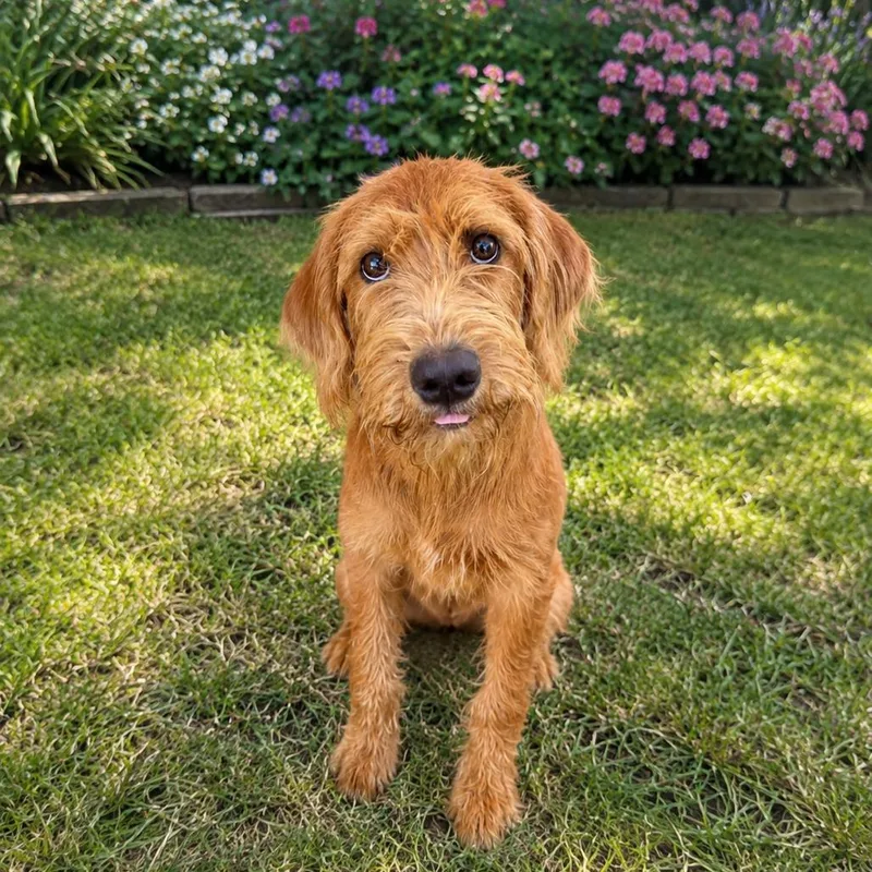 A young medium-sized male Golden Retriever dog named Dood for adoption in Baton Rouge, LA