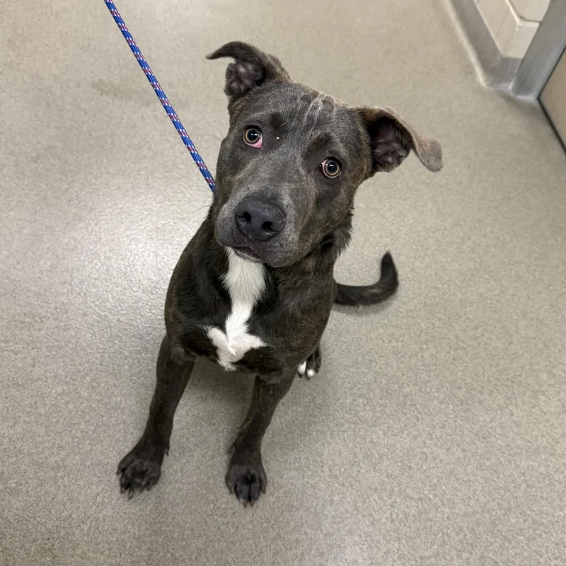 A young medium-sized male Mixed Breed dog named Ollie for adoption in Kearney, NE