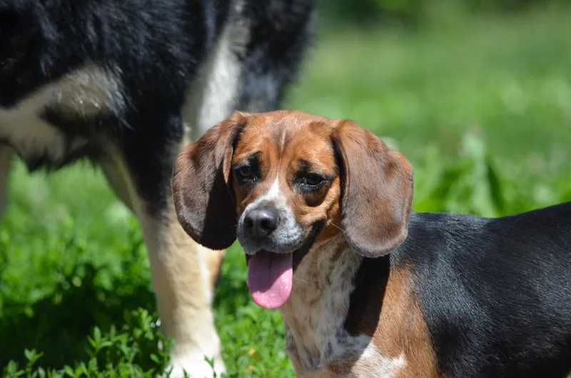 A young small-sized female Tricolor (Brown, Black, & White) Beagle dog named Posie for adoption in Amissville, VA