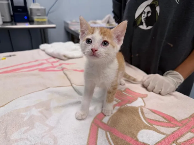 A baby medium-sized male Domestic Short Hair cat named Jemali for adoption in Raleigh, NC