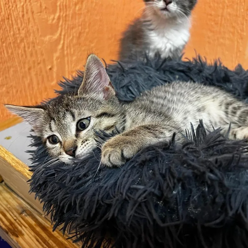 An adult medium-sized female Domestic Short Hair cat named Peony for adoption in Tulsa, OK
