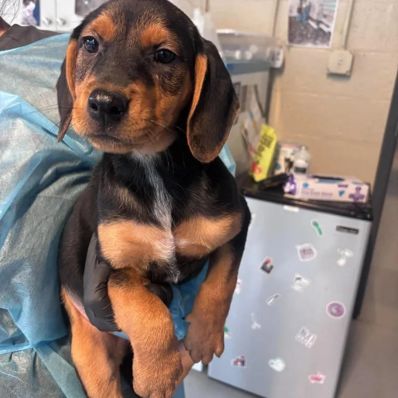 A baby small-sized female Black Mixed Breed dog named Europa for adoption in Huntington, WV