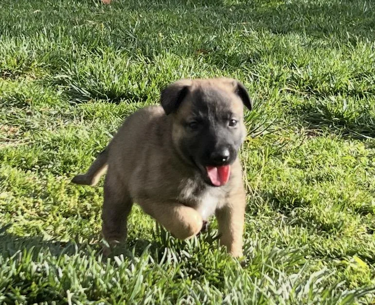 A baby medium-sized female German Shepherd Dog dog named Abby for adoption in Tarzana, CA