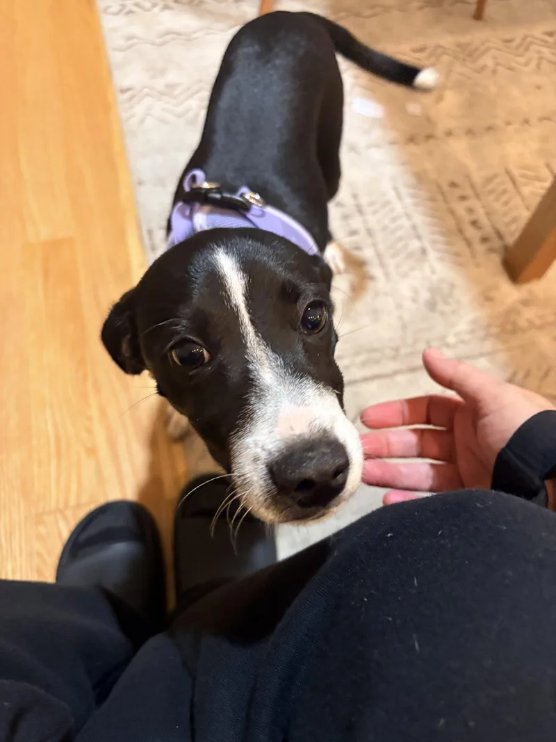 A young medium-sized female Hound dog named Bella for adoption in Holly Springs, NC