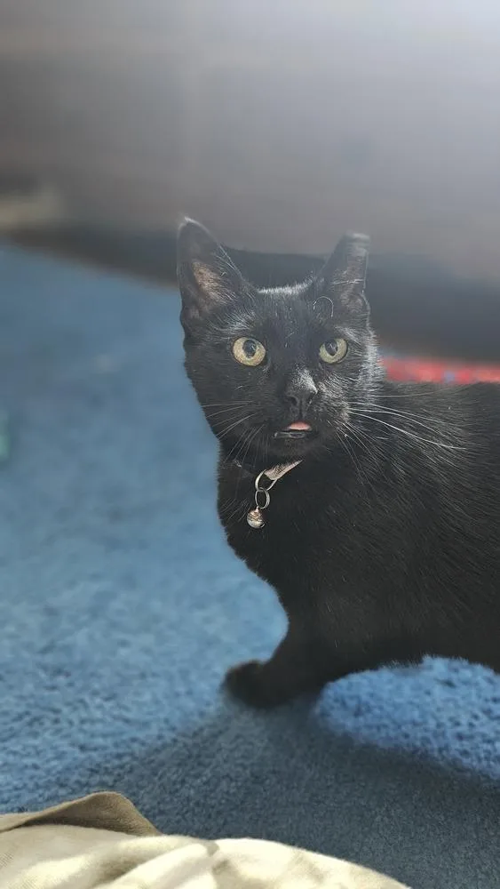 An adult medium-sized female Black Domestic Short Hair cat named Louisa for adoption in Olyphant, PA