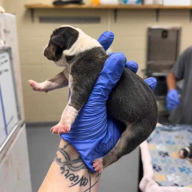 A baby medium-sized male Gray / Blue / Silver Mixed Breed dog named Mink for adoption in Springboro, OH