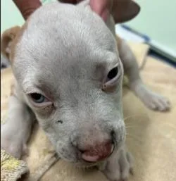 A baby large-sized male Mixed Breed dog named Dot for adoption in Savannah, GA
