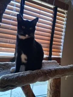 A baby small-sized female Black & White / Tuxedo Domestic Short Hair cat named Koda for adoption in Fishers, IN