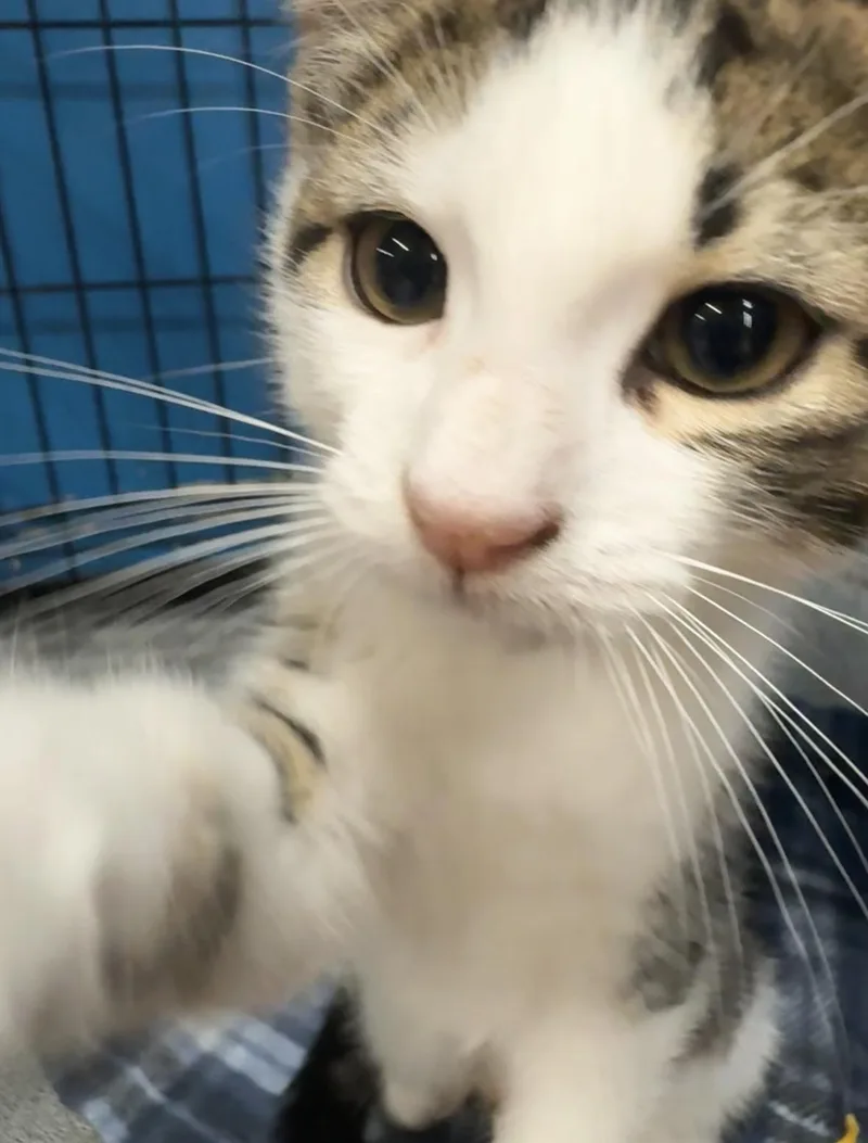A baby medium-sized male Domestic Short Hair cat named Duke for adoption in Louisville, KY