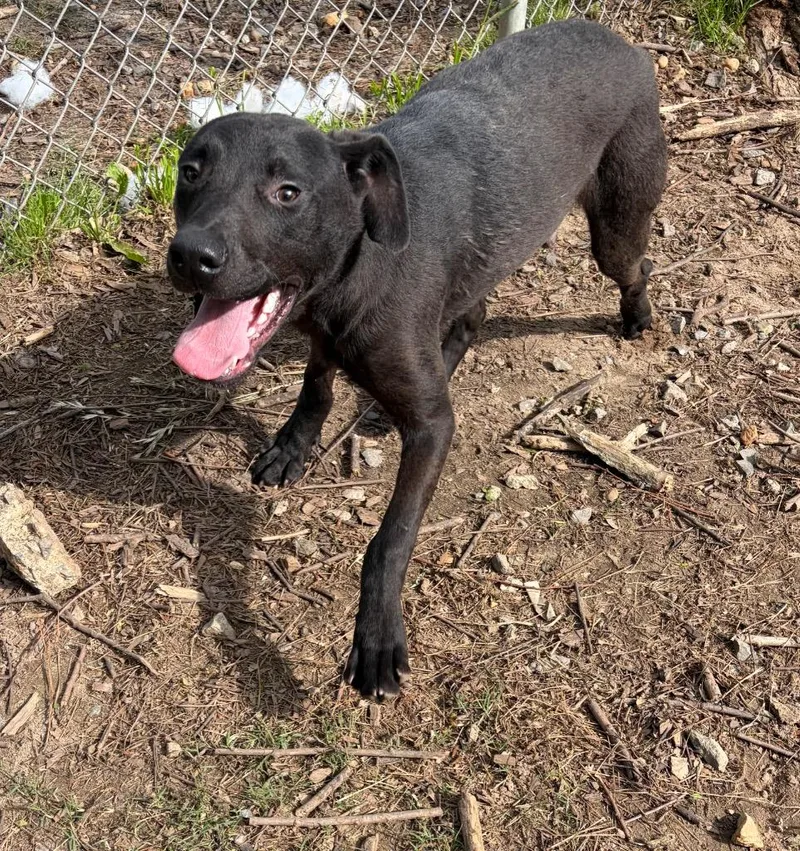 A baby medium-sized male Labrador Retriever dog named Foxx for adoption in Little Rock, AR