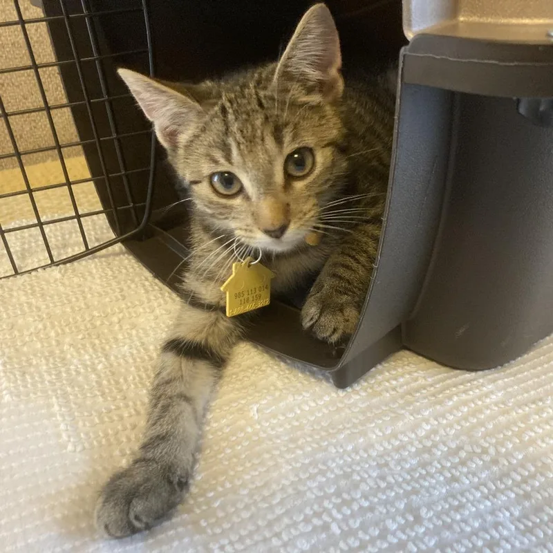 A baby small-sized male Brown / Chocolate Domestic Short Hair cat named Tomato Bisque for adoption in Springfield, MA