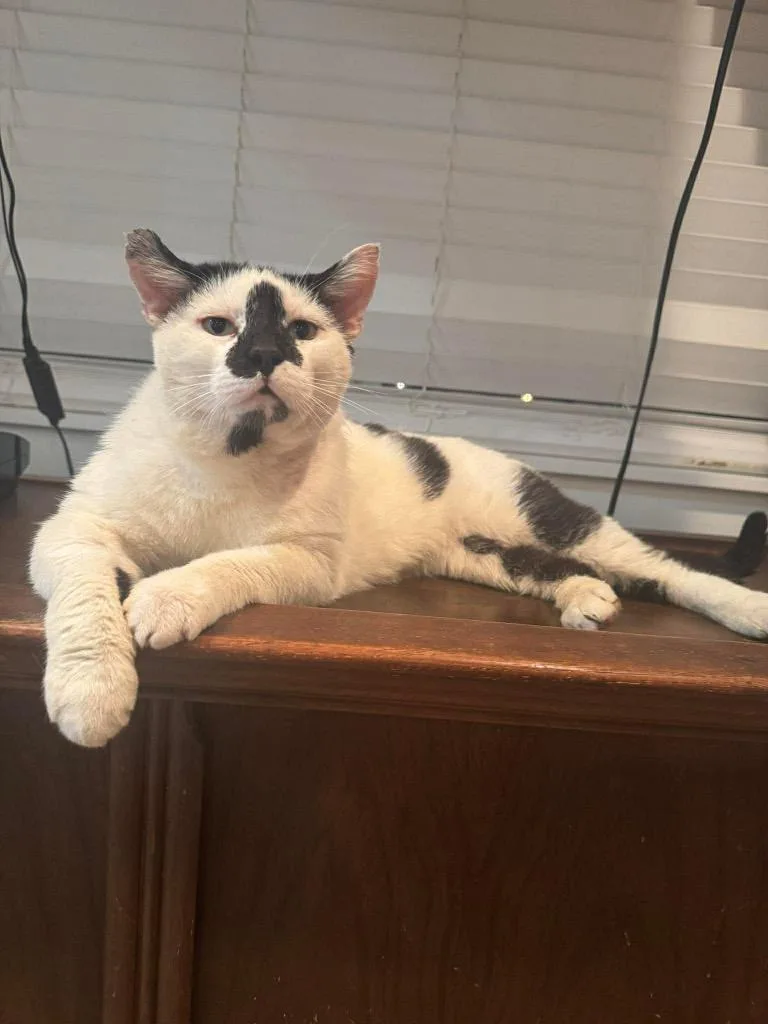 An adult large-sized male Domestic Short Hair cat named Smudge for adoption in Augusta, GA