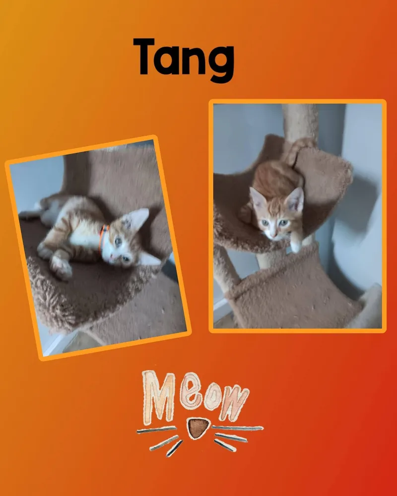 A baby small-sized male Orange / Red Domestic Medium Hair cat named Tang for adoption in Monticello, IN