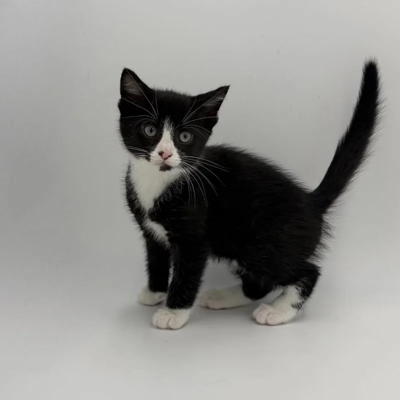 A baby medium-sized male Domestic Short Hair cat named Ember for adoption in State College, PA