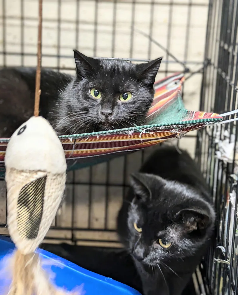 A baby medium-sized female Black Domestic Short Hair cat named Margo for adoption in Apollo, PA