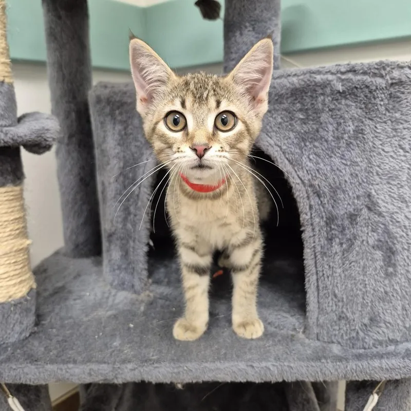 A baby small-sized female Domestic Short Hair cat named Ham for adoption in South Bend, IN