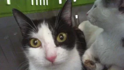 A young small-sized female Domestic Short Hair cat named Pho for adoption in Charlotte, NC