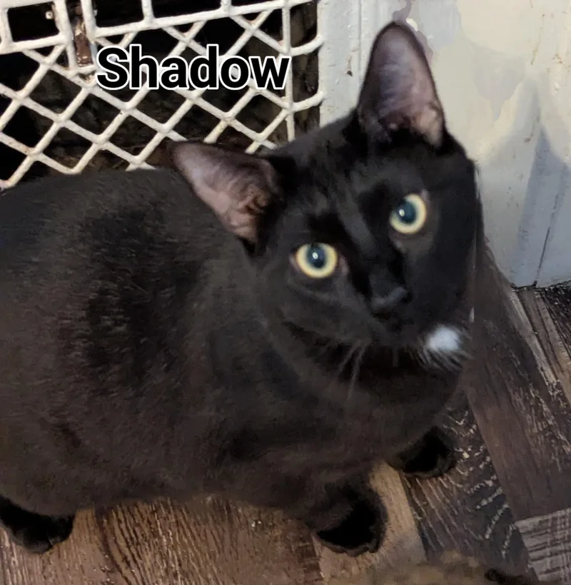 A young medium-sized male Domestic Short Hair cat named Shadow for adoption in Lincoln, NE