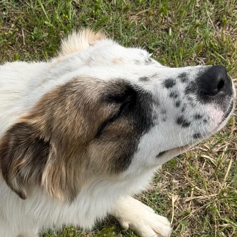 A young medium-sized female Yellow / Tan / Blond / Fawn Australian Shepherd dog named Billie for adoption in Ennis, TX