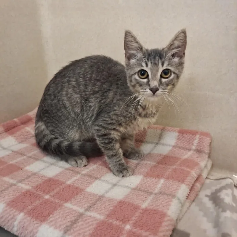 A baby medium-sized female Domestic Short Hair cat named Harriet for adoption in Gautier, MS