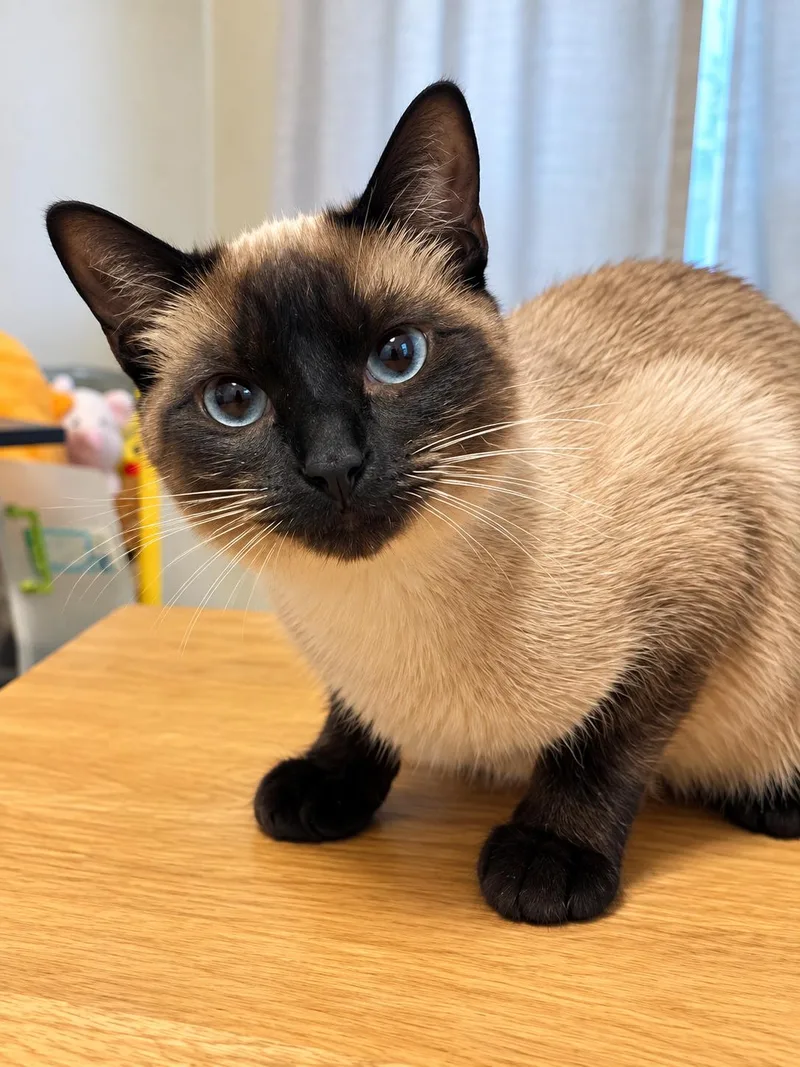 A young medium-sized male Seal Point Siamese cat named Toast for adoption in Farmington, MN