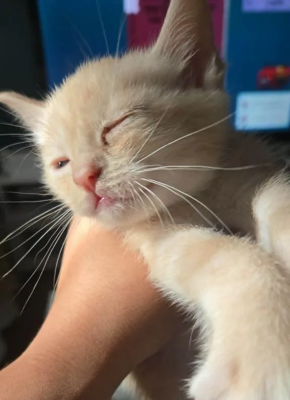 A baby small-sized male Domestic Short Hair cat named Paxton for adoption in Hartsville, SC