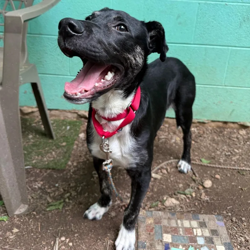 A baby medium-sized male Black Labrador Retriever dog named Bao for adoption in Austin, TX