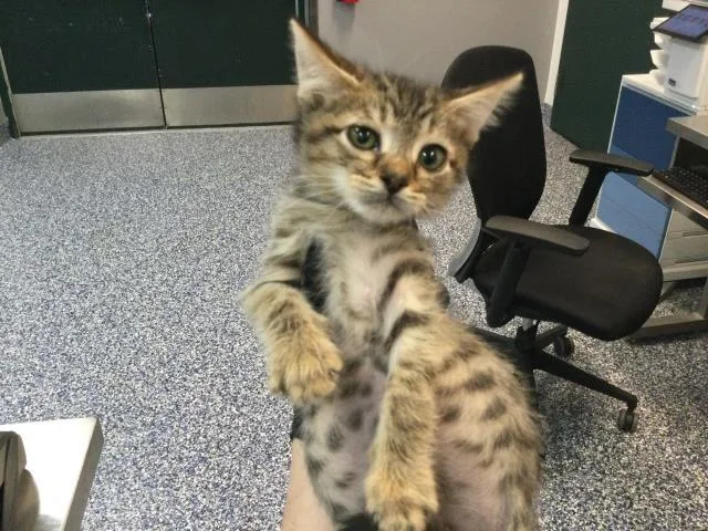 A baby small-sized male Domestic Short Hair cat named Pad Thai for adoption in Thousand Palms, CA