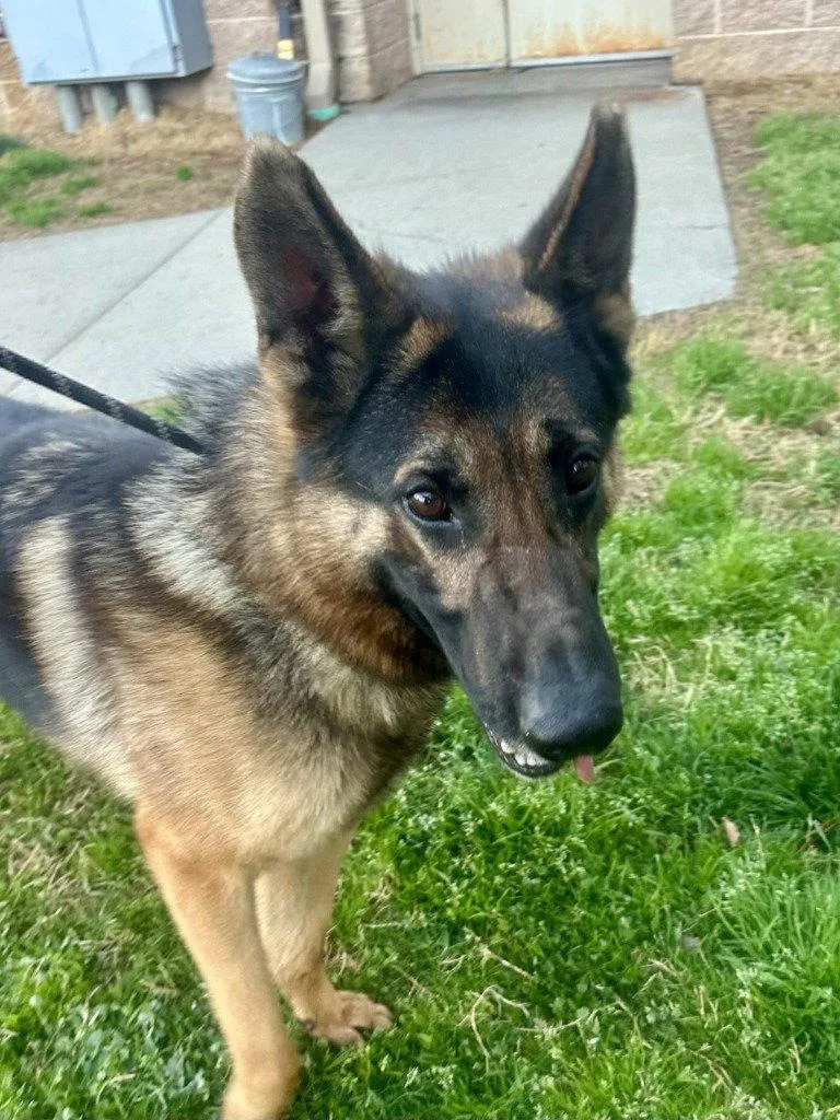 An adult large-sized male German Shepherd Dog dog named Dq  Big Daddy for adoption in Glen Allen, VA