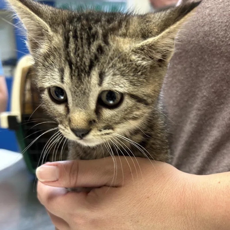 A young medium-sized female Brown / Chocolate Domestic Short Hair cat named Crispy for adoption in Monroe, LA