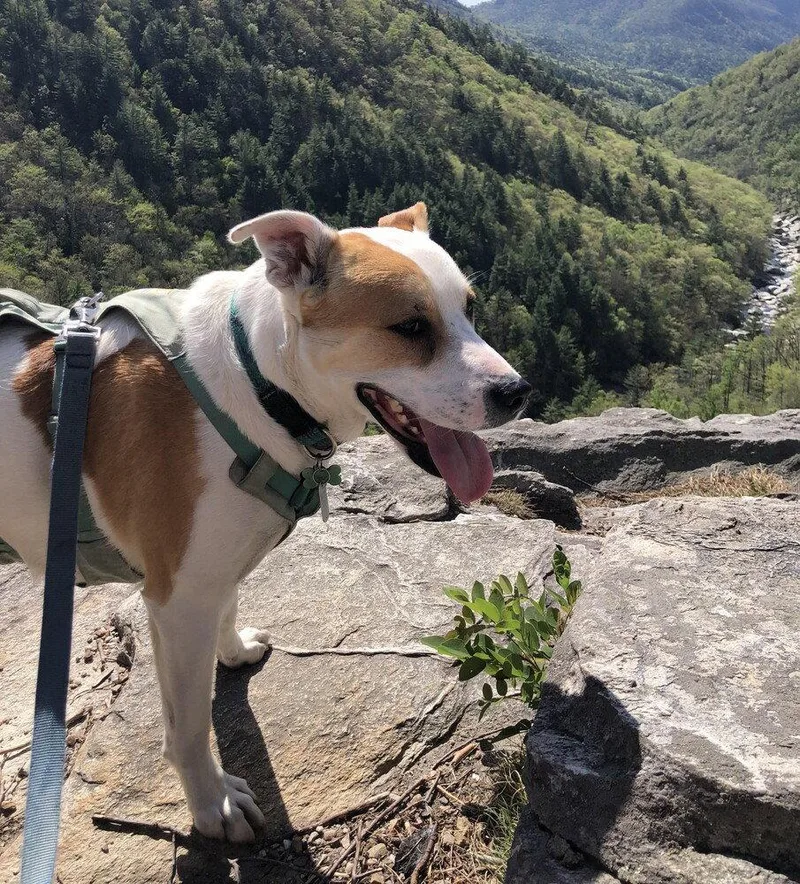 An adult medium-sized male Terrier dog named Buddy for adoption in Candler, NC