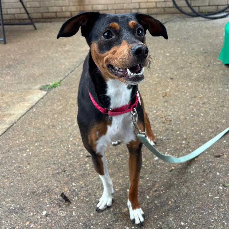 A young small-sized female Black Miniature Pinscher dog named Maye for adoption in Springfield, MA