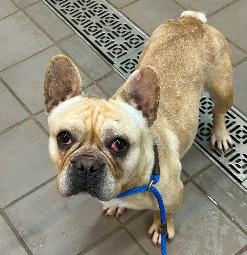 An adult medium-sized female White / Cream French Bulldog dog named Sophie for adoption in Barrington, IL