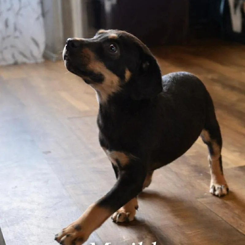 A baby small-sized female Black Mixed Breed dog named Matilda for adoption in Farmersville, OH
