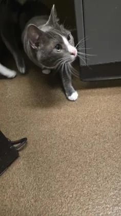An adult large-sized female Gray / Blue / Silver Domestic Short Hair cat named Sookie for adoption in Wichita, KS