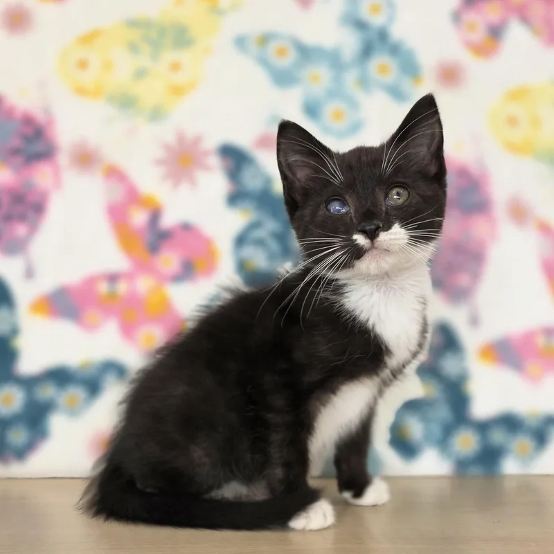 A baby small-sized female Black & White / Tuxedo Domestic Short Hair cat named Little Debbie for adoption in Macomb Twp, MI