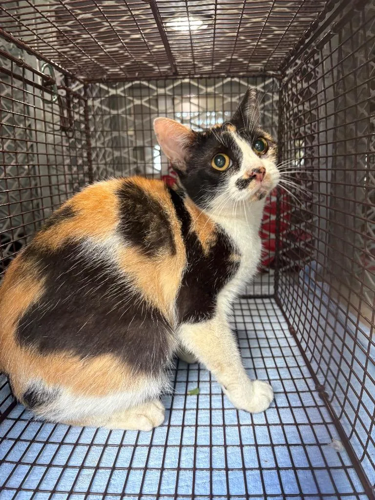 Calypso