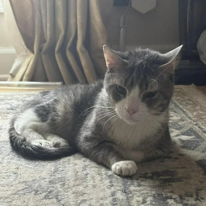 An adult small-sized male Gray & White Domestic Short Hair cat named Tino T for adoption in Chicago, IL