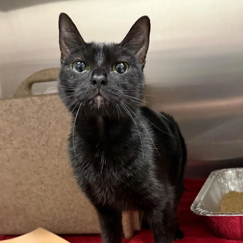 An adult medium-sized female Domestic Short Hair cat named Bea for adoption in Jacksonville, FL