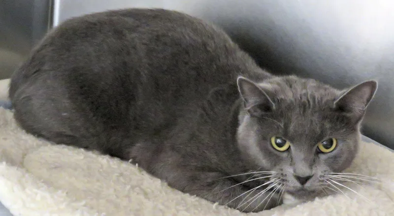 An adult medium-sized female Gray / Blue / Silver Domestic Short Hair cat named Aries for adoption in Lexington, VA