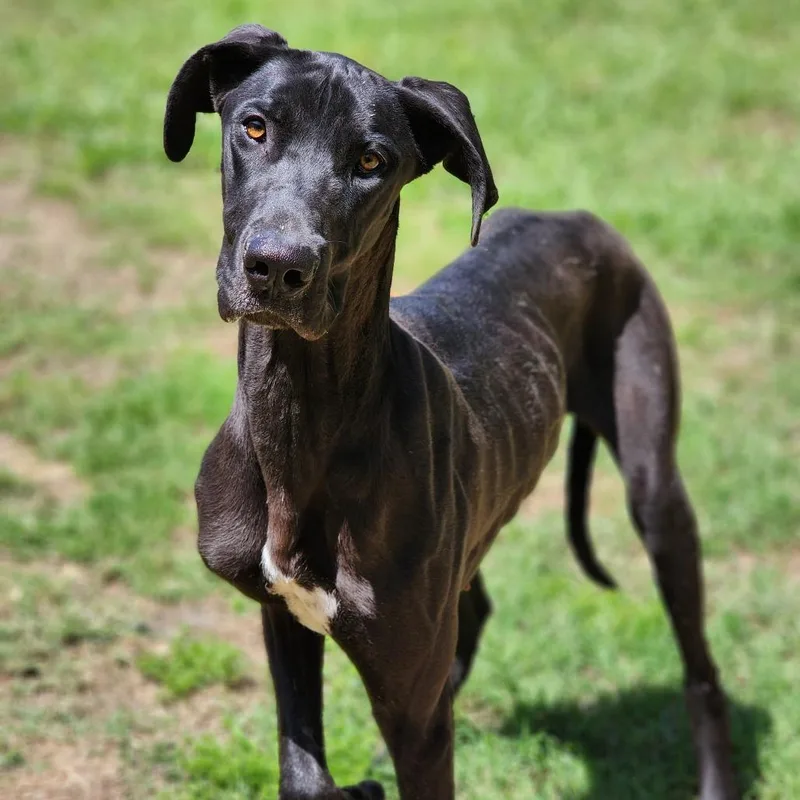 An adult extra large-sized female Black Great Dane dog named Tiny for adoption in Montgomery, AL