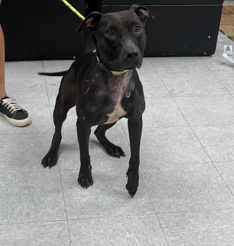 An adult medium-sized female Pit Bull Terrier dog named Icee for adoption in Sorrento, LA