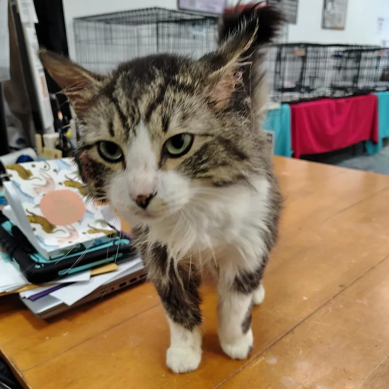 An adult small-sized male Brown / Chocolate Domestic Long Hair cat named Hunter for adoption in Coos Bay, OR