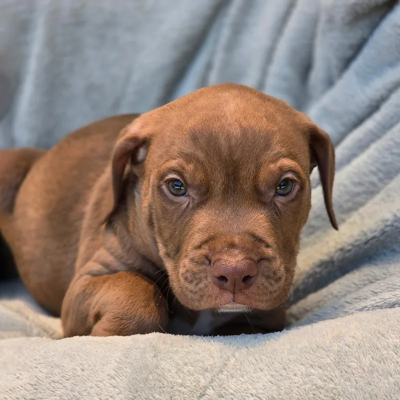 A baby large-sized male Terrier dog named Fiesta Pup  Salsa for adoption in San Diego, CA