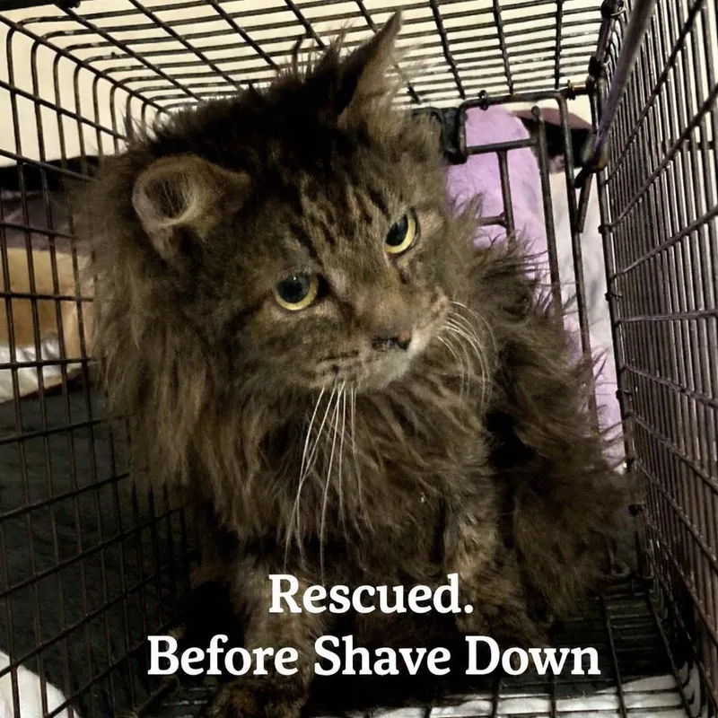 Sapporogentle Housemate Cat thumbnail 2