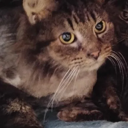 Sapporogentle Housemate Cat thumbnail 3