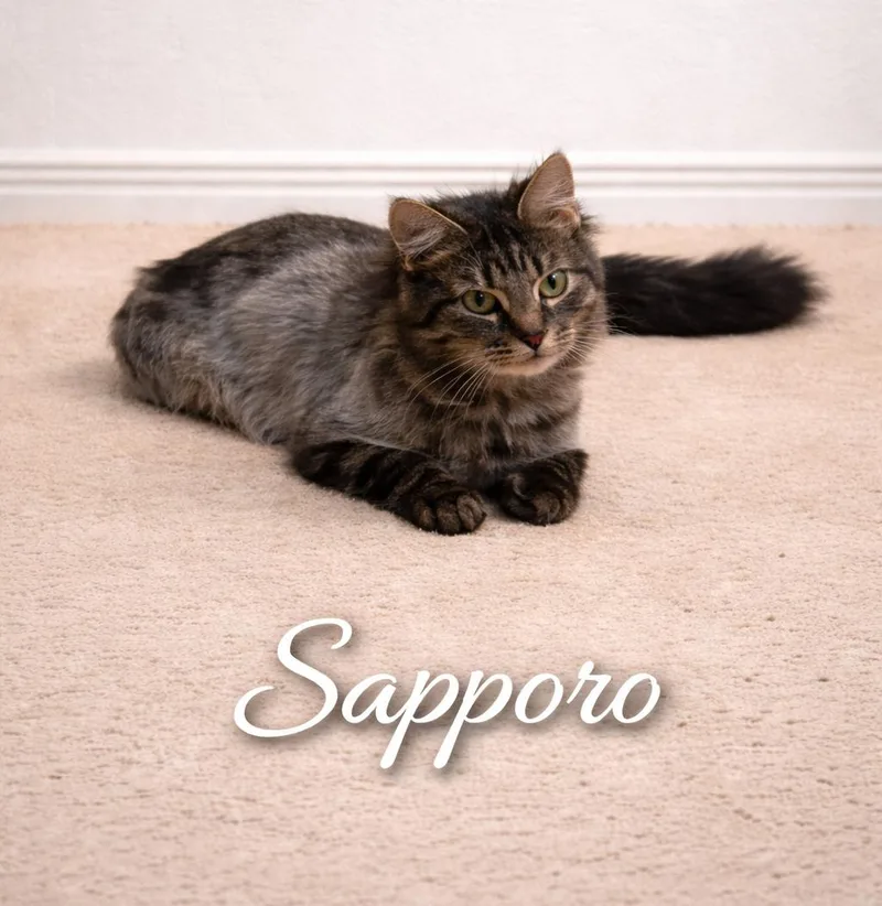 An adult medium-sized male Tabby (Brown / Chocolate) Domestic Long Hair cat named Sapporogentle Housemate Cat for adoption in Laurel, MD