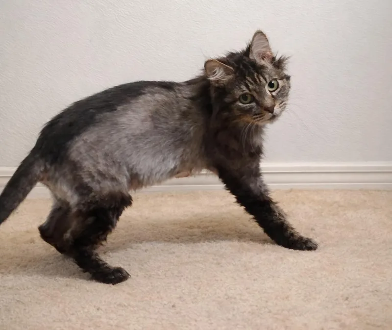 Sapporogentle Housemate Cat thumbnail 4