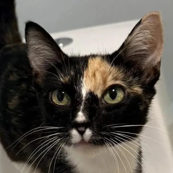 An adult medium-sized female Black & White / Tuxedo Domestic Short Hair cat named Maple for adoption in Chicago, IL